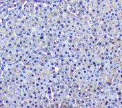 IHC testing of FFPE rat liver with GSTM1 antibody at 2ug/ml. HIER: boil tissue sections in pH6, 10mM citrate buffer, for 10-20 min followed by cooling at RT for 20 min.