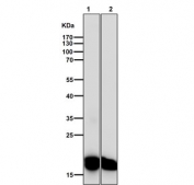 Western blot testing of 1) mouse skin and 2) rat skin tissue lysate with CEBPB antibody. Expected molecular weight: 36-41 kDa and ~16 kDa (LIP isoform).