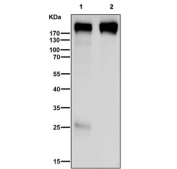 Western blot testing of human 1) A431 and 2) HT-29 cell lysate with Collagen XVII antibody. Expected molecular weight ~120 kDa and ~180 kDa.