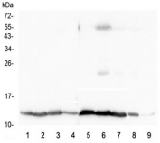 Western blot testing of 1) rat brain, 2) rat heart, 3) rat kidney, 4) rat testis, 5) mouse brain, 6) mouse heart, 7) mouse kidney, 8) mouse testis and 9) mouse Neuro-2a lysate with Cytochrome C antibody at 0.5ug/ml. Expected molecular weight: 12-14 kDa.