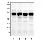 Western blot testing of human 1) Jurkat, 2) A431, 3) 293T and 4) HeLa cell lysate with SP1 antibody. Expected molecular weight: 81-95 kDa.
