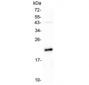 Western blot testing of human U-87 MG lysate with AES antibody at 0.5ug/ml. Predicted molecular weight: ~22 kDa (AES-1), ~29 kDa (AES-2).