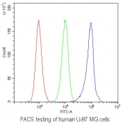 FACS testing of human U-87 MG cells with AHR antibody at 1ug/10^6 cells (blocked with goat sera); Red=cells alone, Green=isotype control, Blue= AHR antibody.