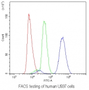 FACS testing of human U937 cells with AHR antibody at 1ug/10^6 cells (blocked with goat sera); Red=cells alone, Green=isotype control, Blue= AHR antibody.