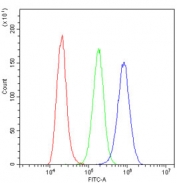 Flow cytometry testing of fixed and permeabilized human A431 cells with TMEM16A antibody at 1ug/million cells (blocked with goat sera); Red=cells alone, Green=isotype control, Blue= TMEM16A antibody.