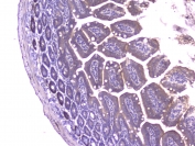 IHC staining of FFPE mouse small intestine with Mcp2 antibody at 1ug/ml. HIER: boil tissue sections in pH6, 10mM citrate buffer, for 10-20 min followed by cooling at RT for 20 min.