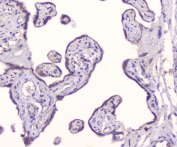 IHC staining of FFPE human placenta with GM130 antibody at 0.5ug/ml. HIER: boil tissue sections in pH6, 10mM citrate buffer, for 10-20 min followed by cooling at RT for 20 min.