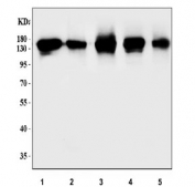 Western blot testing of human 1) HEK293, 2) Jurkat, 3) HeLa, 4) U-87 MG and 5) PC-3 cell lysate with GM130 antibody at 0.5ug/ml. Predicted molecular weight ~130 kDa.