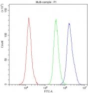 Flow cytometry testing of fixed and permeabilized human A431 cells with NRF1 antibody at 1ug/million cells (blocked with goat sera); Red=cells alone, Green=isotype control, Blue= NRF1 antibody.