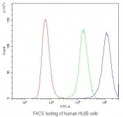 Flow cytometry testing of human HL60 cells with IL22 antibody at 1ug/10^6 cells (blocked with goat sera); Red=cells alone, Green=isotype control, Blue= IL22 antibody.