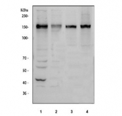 Western blot testing of 1) human HeLa, 2) human MCF7, 3) rat PC-12 and 4) mouse NIH 3T3 cell lysate with Anillin antibody. Predicted molecular weight ~124 kDa but may be observed at higher molecular weights due to glycosylation.