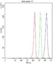 Flow cytometry testing of fixed and permeabilized human U-251 cells with Anillin antibody at 1ug/million cells (blocked with goat sera); Red=cells alone, Green=isotype control, Blue= Anillin antibody.