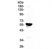 Western blot testing of human placenta lysate with CYP19A1 antibody at 0.5ug/ml. Predicted molecular weight ~58 kDa.