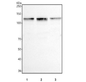 Western blot testing of human 1) HeLa, 2) Raji and 3) MCF7 cell lysate with DIS3 antibody at 0.5ug/ml. Predicted molecular weight ~109 kDa.