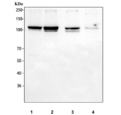 Western blot testing of 1) human HeLa, 2) human Raji and 3) human MCF7 and 4) rat testis tissue lysate with DIS3 antibody at 0.5ug/ml. Predicted molecular weight ~109 kDa.