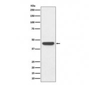 Western blot testing of an HA-tagged protein with HA Tag antibody.