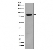 Western blot testing of human HeLa cell lysate with PIK3R2 antibody. Expected molecular weight ~85 kDa.