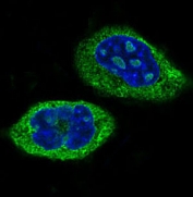 IF/ICC staining of human HeLa cells with CLOCK antibody (green) and DAPI nuclear stain (blue).