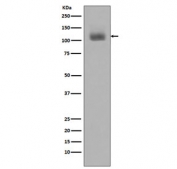 Western blot testing with phospho-JAK2 antibody. Predicted molecular weight ~130 kDa.