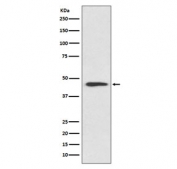 Western blot testing of human HeLa cell lysate with Cyclin B2 antibody. Predicted molecular weight ~44 kDa.