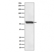 Western blot testing of human fetal liver with 58K Golgi protein antibody. Predicted molecular weight ~58 kDa.