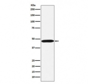 Western blot testing of human Ramos cell lysate with ACTL6A antibody. Expected molecular weight: 47-53 kDa.
