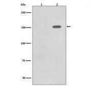 Western blot testing of lysate from human A431 cells 1) untreated and 2) treated with EGF, with phospho-EGF Receptor antibody. Expected molecular weight: 134-170 kDa depending on glycosylation level.