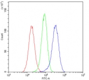 Flow cytometry testing of human U-251 cells with tPA antibody at 1ug/10^6 cells (blocked with goat sera); Red=cells alone, Green=isotype control, Blue= tPA antibody.