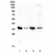 Western blot testing of 1) rat lung, 2) rat ovary, 3) mouse lung and 4) mouse ovary with Annexin A3 antibody at 0.5ug/ml. Predicted molecular weight ~36 kDa.