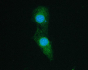 Immunofluorescent staining of FFPE human U-251 cells with PTPN11 antibody (green) and DAPI nuclear stain (blue). HIER: steam section in pH6 citrate buffer for 20 min.
