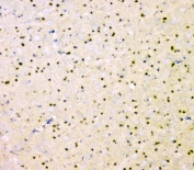 IHC staining of FFPE mouse brain tissue with PTPN11 antibody, HRP-secondary and DAB substrate. HIER: boil tissue sections in pH8 EDTA for 20 min and allow to cool before testing.