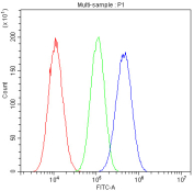 Flow cytometry testing of fixed and permeabilized human A549 cells with PTPN11 antibody at 1ug/million cells (blocked with goat sera); Red=cells alone, Green=isotype control, Blue= PTPN11 antibody.
