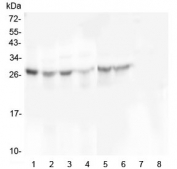 Western blot testing of 1) human placenta, 2) human U-87 MG, 3) monkey COS-7, 4) human U-2 OS, 5) human HEK293, 6) human SHG-44, 7) human K562 and 8) human HL-60 cell lysate with SCN4B antibody at 0.5ug/ml. Predicted molecular weight: 25-38 kDa depending on level of glycosylation.