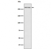 Western blot testing with TG antibody. Predicted molecular weight ~305 kDa.