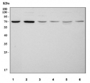 Western blot testing of 1) human HeLa, 2) human MCF7, 3) rat testis, 4) rat brain, 5) mouse testis and 6) mouse brain tissue lysate with ARAF antibody. Predicted molecular weight ~67 kDa.