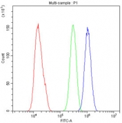 Flow cytometry testing of human SiHa cells with ARAF antibody at 1ug/million cells (blocked with goat sera); Red=cells alone, Green=isotype control, Blue= ARAF antibody.