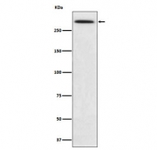 Western blot testing with SPTA1 antibody. Expected molecular weight: 260-280 kDa.