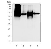Western blot testing of 1) rat blood, 2) rat liver, 3) mouse blood and 4) mouse liver tissue lysate with Serum Albumin antibody. Predicted molecular weight ~66 kDa.