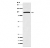 Western blot testing of human Jurkat cell lysate with HMGCR antibody. Predicted molecular weight ~97 kDa.