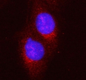 Immunofluorescent staining of FFPE human U-2 OS cells with HERC5 antibody (red) and DAPI nuclear stain (blue). HIER: steam section in pH6 citrate buffer for 20 min.