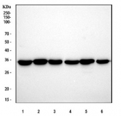 Western blot testing of 1) human HeLa, 2) bovine MDBK, 3) monkey COS-1 and 4) canine MDCK cell lysate with GAPDH antibody. Predicted molecular weight ~36 kDa.