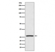 Western blot testing of human HeLa cell lysate with HSP27 antibody. Expected molecular weight: 23-27 kDa.