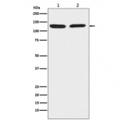 Western blot testing of 1) human HeLa and 2) mouse RAW 264 cell lysate with Chromogranin B antibody. Predicted molecular weight ~78 kDa but may be observed at up to ~120 kDa.