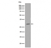 Western blot testing of human HeLa cell lysate with CDK1 antibody. Predicted molecular weight ~33 kDa.