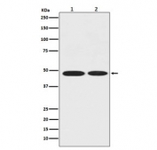 Western blot testing of 1) human MCF7 and 2) rat brain lysate with Alpha Enolase antibody. Predicted molecular weight ~47 kDa.