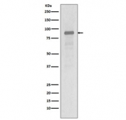 Western blot testing of human Jurkat cell lysate with HSP90AA1 antibody. Predicted molecular weight: 86-90 kDa.