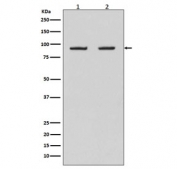 Western blot testing of human 1) HeLa and 2) Raji cell lysate with HSP90AB1 antibody. Predicted molecular weight: 84-90 kDa.