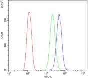 Flow cytometry testing of human U-2 OS cells with CDC42 antibody at 1ug/million cells (blocked with goat sera); Red=cells alone, Green=isotype control, Blue= CDC42 antibody.