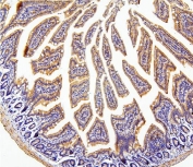 IHC staining of FFPE mouse intestine with CDC42 antibody. HIER: boil tissue sections in pH8 EDTA for 20 min and allow to cool before testing.