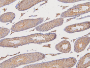 IHC staining of FFPE mouse testis tissue with DAZAP1 antibody. HIER: boil tissue sections in pH6 citrate buffer for 20 min and allow to cool before testing.